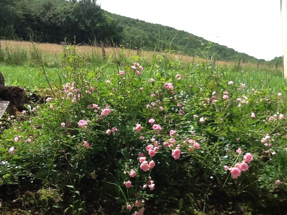 Bed and Breakfast Domaine La Rose Caylus Exterior foto